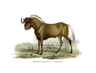 Gnu, 1860